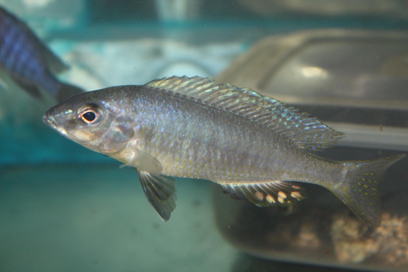 Otopharynx styrax 'Masinje'